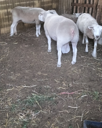 Montone texel linea francese