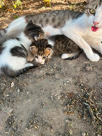 Gattini affettuosi