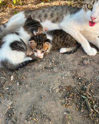 Gattini affettuosi