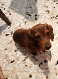 Bassotti tedeschi femmine colore fulvo