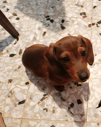 Bassotti tedeschi femmine colore fulvo