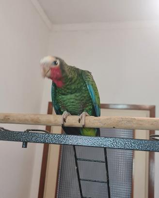 Pappagallo Amazzone di Cuba