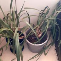 Orchidee Maturi