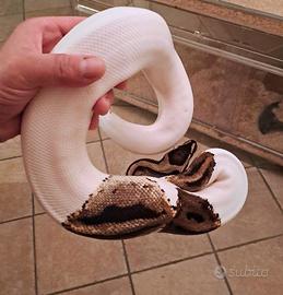 Pitone Palla Pezzato "Pied" 