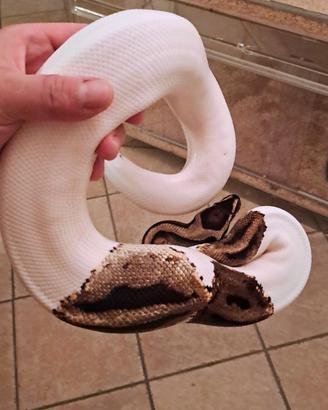 Pitone Palla Pezzato "Pied" 