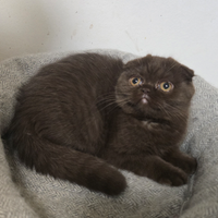Femmina scottish fold chocolate