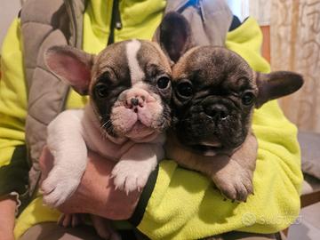 Bouledogue/bulldog francese pedigree