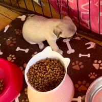 Cucciola Chihuahua pura nana