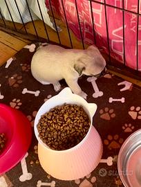 Cucciola Chihuahua pura nana