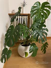Pianta Monstera Deliciosa