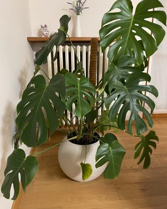 Pianta Monstera Deliciosa