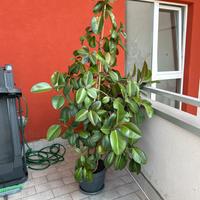 Ficus elastica di 10 anni alto 2,06