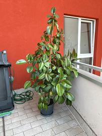 Ficus elastica di 10 anni alto 2,06