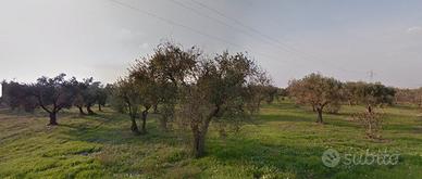 Uliveto con casa e frantoio