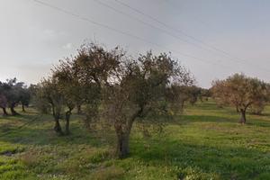 Uliveto con casa e frantoio