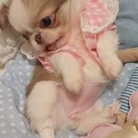 Cuccioli di Chihuahua PEDIGREE