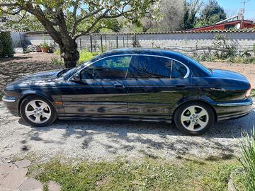 Pantera nera ruggente