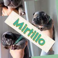 Bulldog francese cucciolo