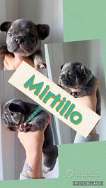 Bulldog francese cucciolo