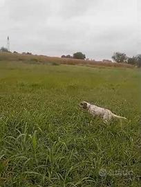 Setter inglese