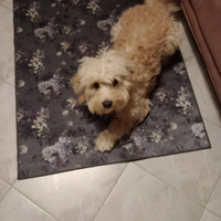 ULISSE Cucciolo Cockapoo 10 mesi
