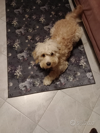 ULISSE Cucciolo Cockapoo 10 mesi