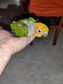 Pullo conuro del sole con sessaggio