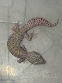 Geco Leopardino
