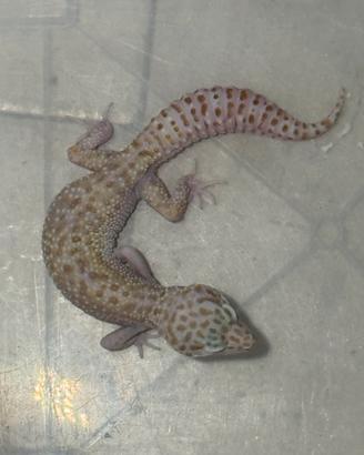 Geco Leopardino