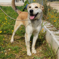 Cesare, in canile