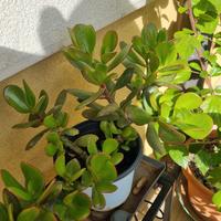 Talee albero di giada