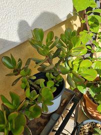 Talee albero di giada