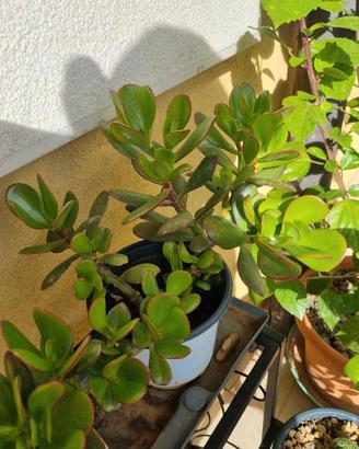 Talee albero di giada