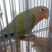 Agapornis roseicollis femmina