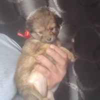 Cucciola taglia piccola