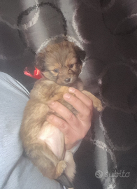 Cucciola taglia piccola