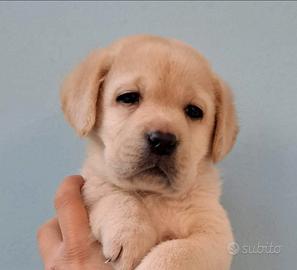 Labrador retriever
