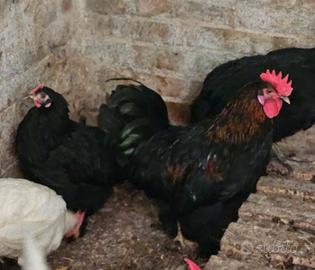Marans 