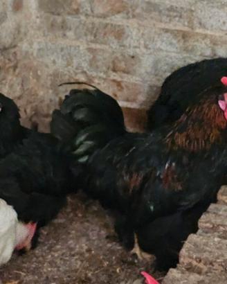 Marans 