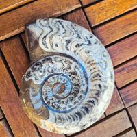 Splendido Fossile di Ammonite Lucidata - 13 cm / 5