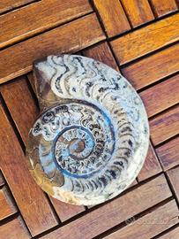 Splendido Fossile di Ammonite Lucidata - 13 cm / 5