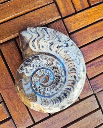 Splendido Fossile di Ammonite Lucidata - 13 cm / 5