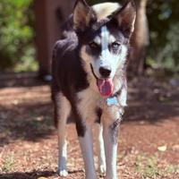 Femmina husky addestrata