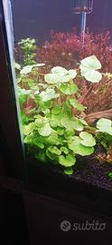 piante aqiario 3€