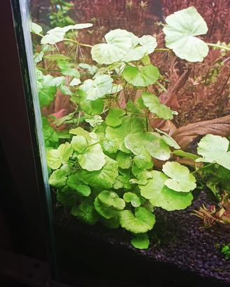 piante aqiario 3€