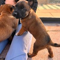 Pastore Belga Malinois