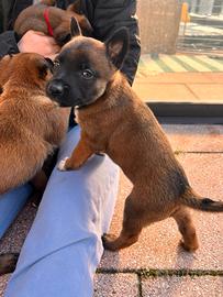 Pastore Belga Malinois