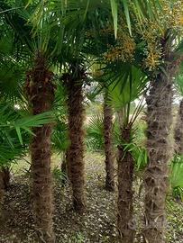 palme da giardino lagestroemia e olea fragrans