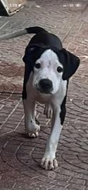 American Staffordshire terrier