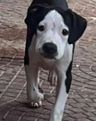 American Staffordshire terrier